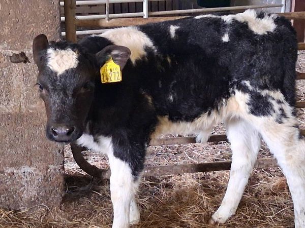 2 Belgian Blue Bull Calves for sale in Galway for €650 on DoneDeal