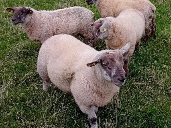 Suftex Ram Lambs - Main image