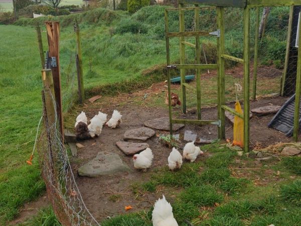 Bantom Chickens - Main image