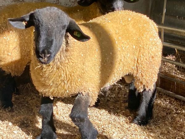 Suffolk Ram Lambs - Main image