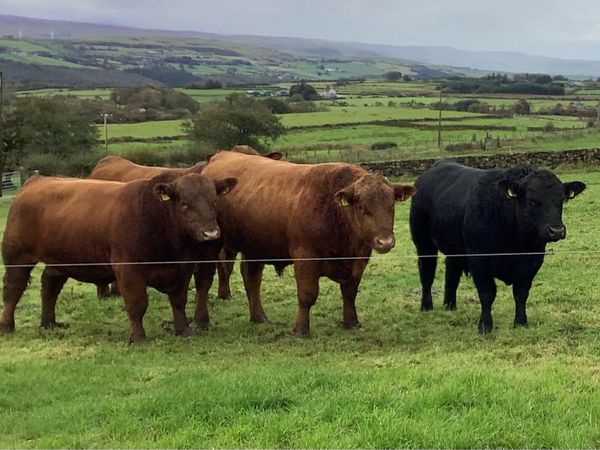 **First Pedigree Red Angus Bull Sale** - Main image