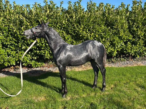 Foal - Main image