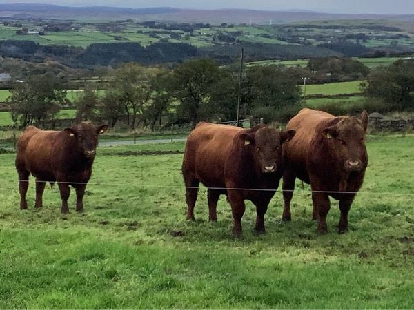 **First Pedigree Red Angus Bull Sale** for sale in Antrim for £1,234 on ...
