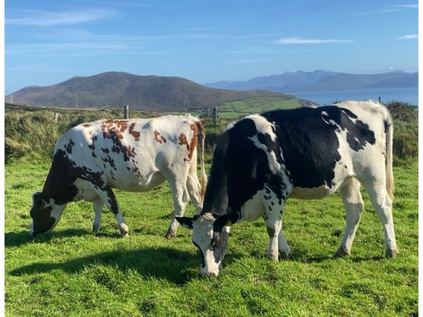 10 PBR Spring Calving Heifers @Gortatlea 28/10/26 - Main image