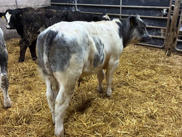 Lim Angus and blue bulls - Main image