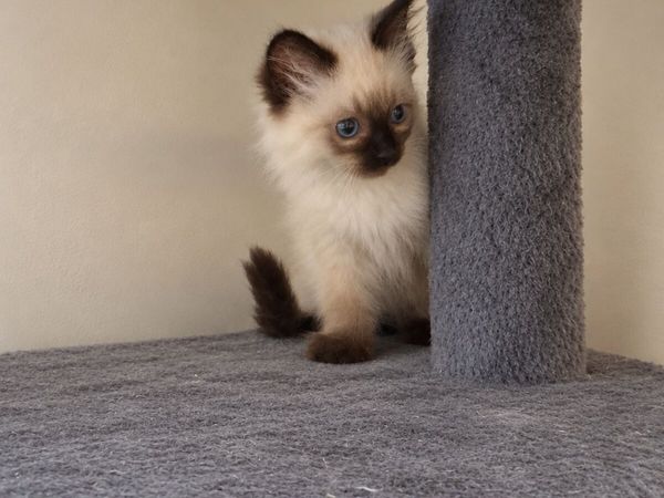 Purebred Ragdoll / 2 male's left - Main image