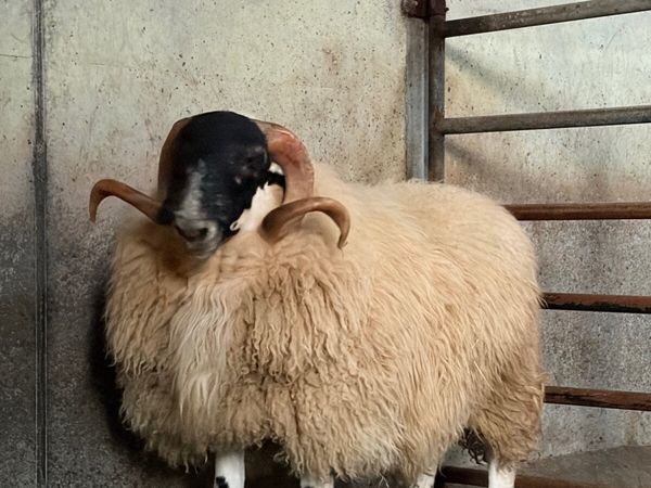 Perth Shearling Ram - Main image