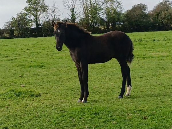 Irish Draught Colt foal - Main image