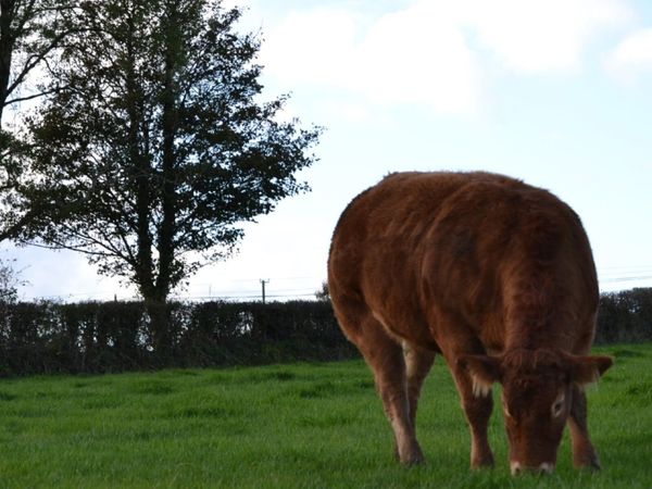 Pedigree Limousin Heifers - Main image