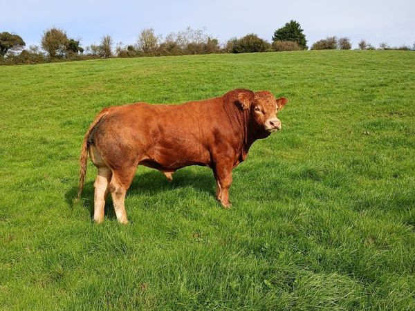 5* PED  LM Bull - Main image