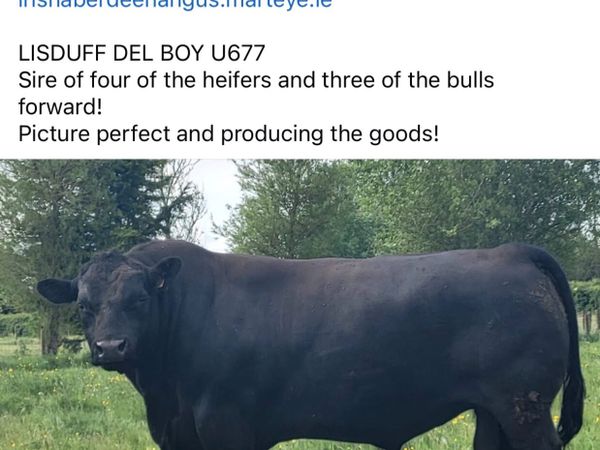 ⭐️  5 Choice Heifers and 6 Select Bulls ⭐️ - Main image