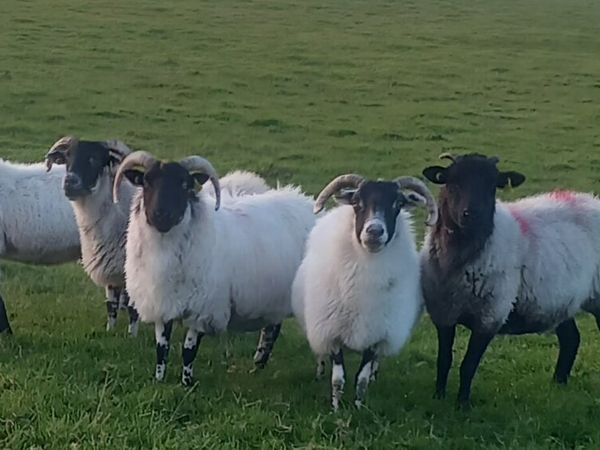 BREEDING EWES - Main image