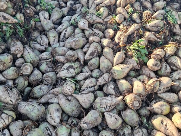 Beet - Main image