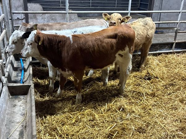 Char sim and blue heifers - Main image