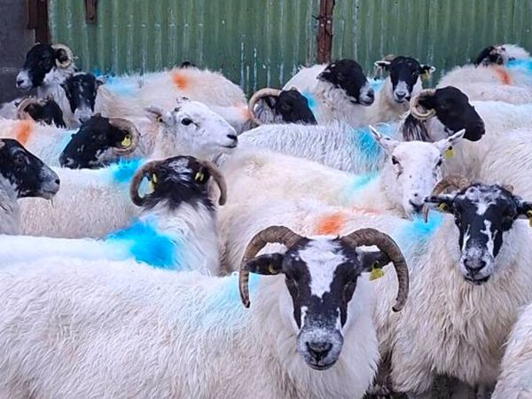 Ewes for sale - Main image