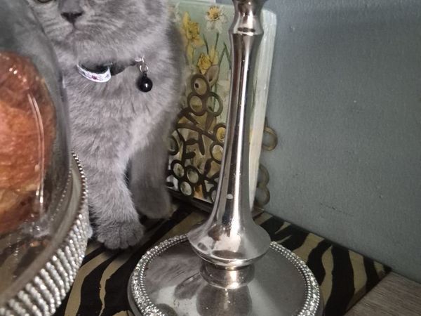 Cat - Main image