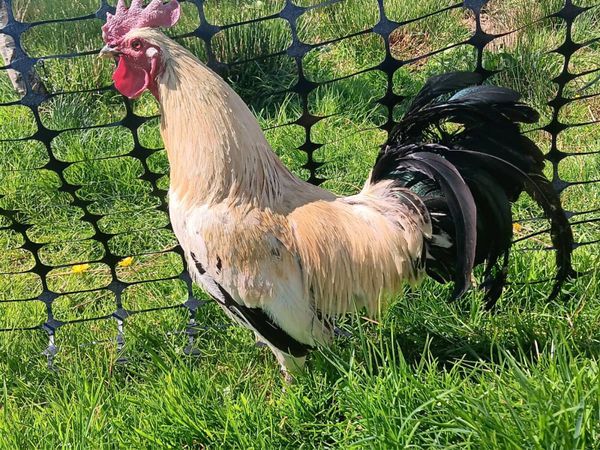 Free roosters and hatching eggs! - Main image