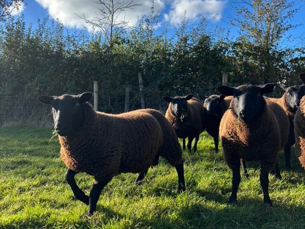 Dutch spotted crossed lambs - Main image