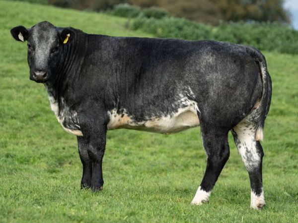 Cattle - Main image