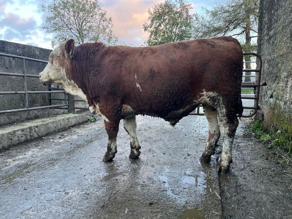 Fleckvieh Bulls - Main image