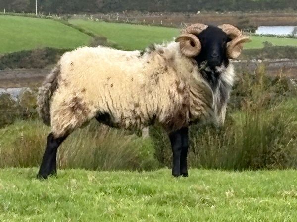 Hog ram for sale - Main image