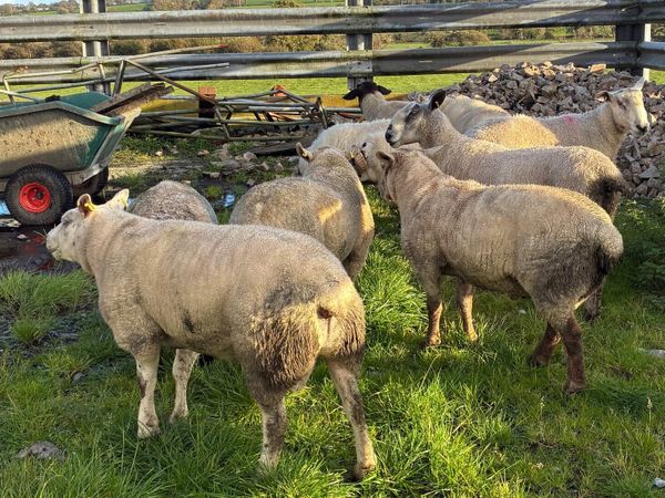Rams for sale - Main image
