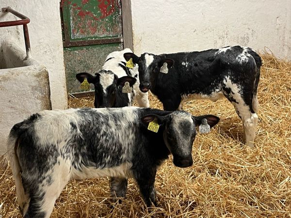 Calves For Sale - Main image