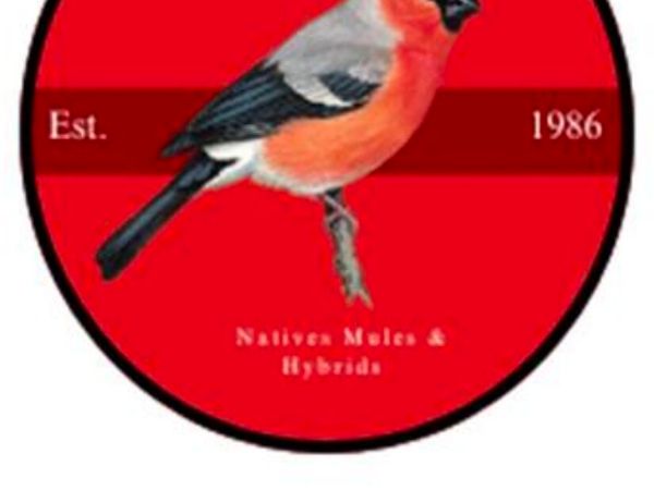 SINBBS Bird Auction - Main image