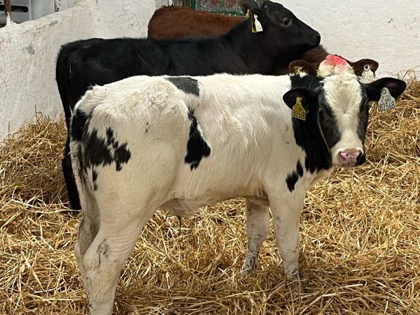 Serious Continental Bull Calves - Main image