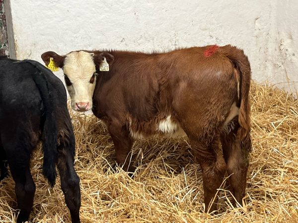 Super Saler Heifer Calves - Main image