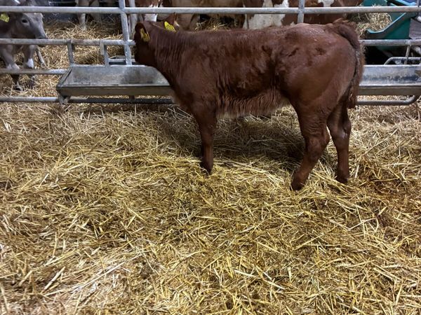 Roaned shorthorn heifer - Main image