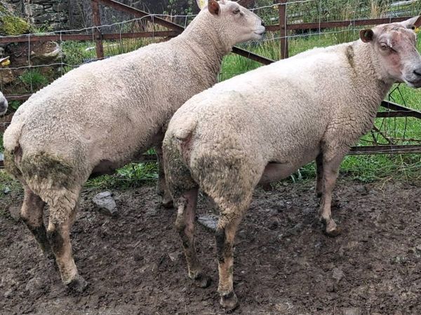 Charlaois Rams - Main image