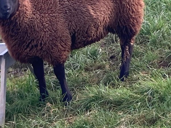 Black ewe lambs - Main image