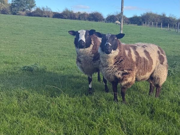 Dutch spotted Ram lambs - Main image