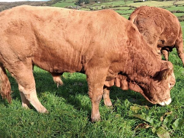 EASY CALVING  PBR LIMOUSIN  BULL BY EBY - Main image