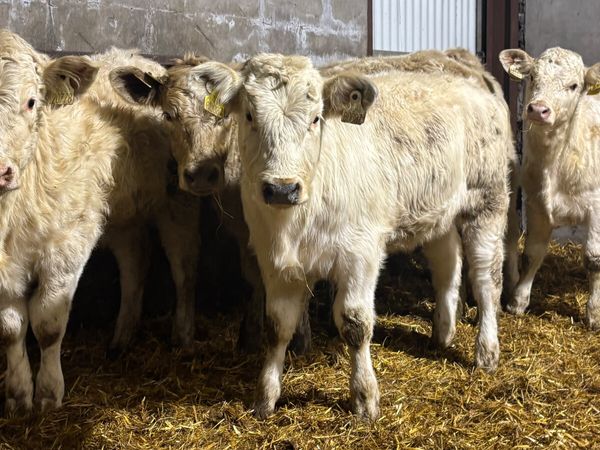 6 Charolais Heifer Wealings - Main image