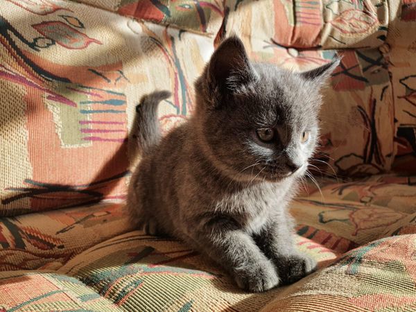 Blue Ghost Tabby British Shorthair - Main image