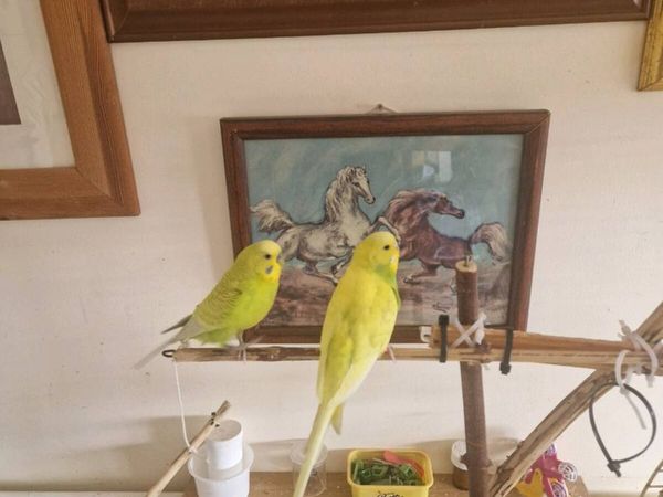 Transport box and budgies - Main image