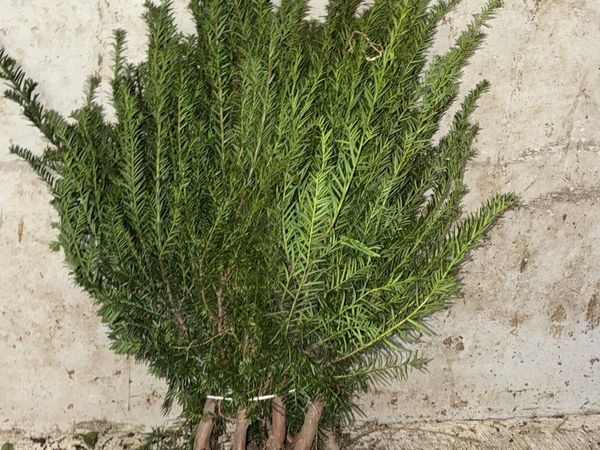 Yew Hedging 30-50cm - €2 per plant - Main image