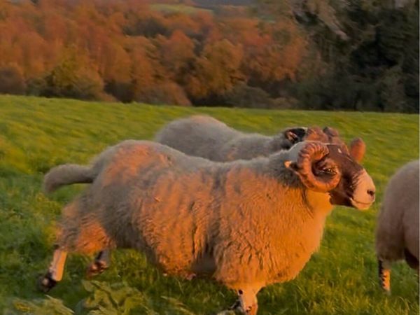 Lanark Ram - Main image