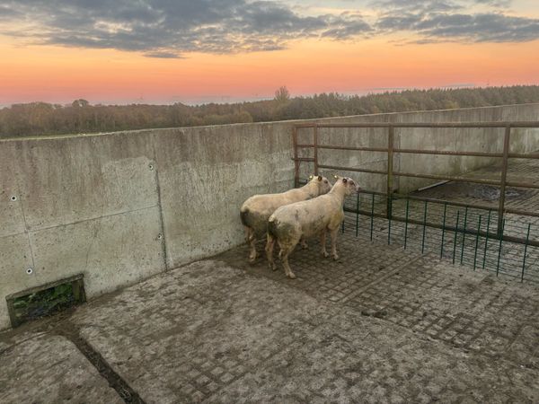 Pedigree Charollais hogget rams - Main image