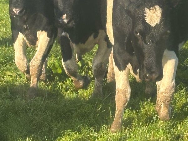 In calf heifers - Main image
