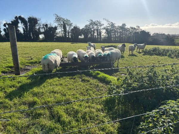 12 fully organic hoggets - Main image