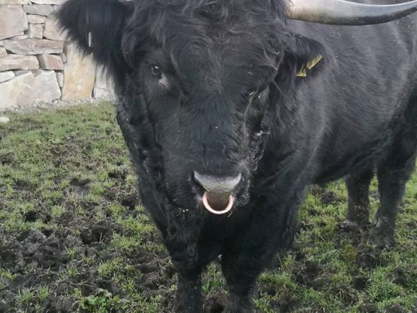 Pedigree Highland bull + Highland cow and calf - Main image