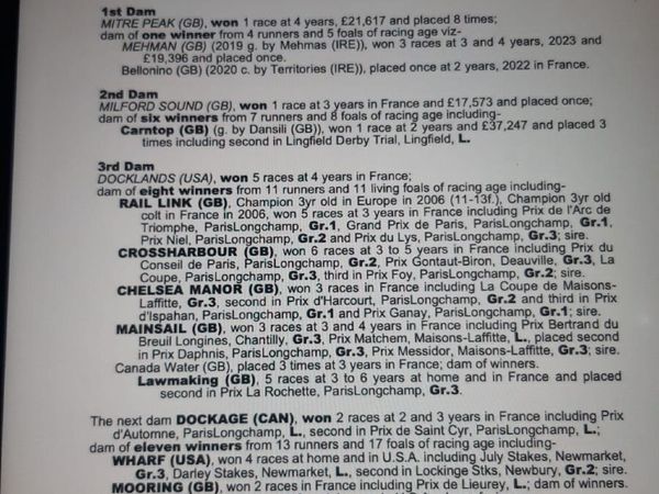 Winning Shamardal Mare - Main image