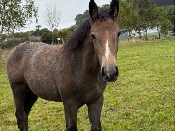 Irish Draught colt - Main image