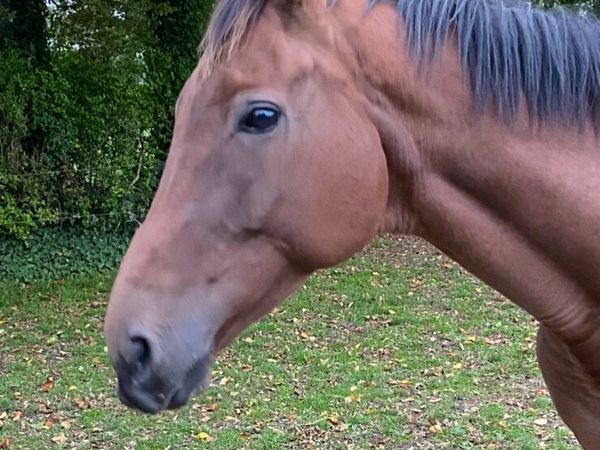 TB Mare for sale - Main image