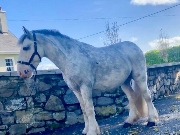 Gorgeous blue 5 yr old gelding standing 14 h - Main image