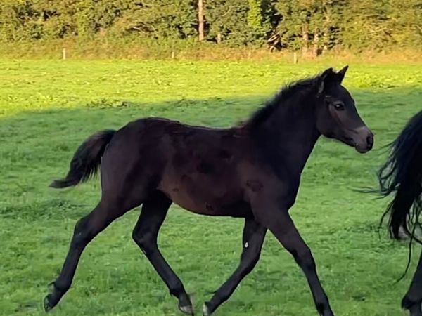 Selection of Connemara foals and  Connemara cross - Main image