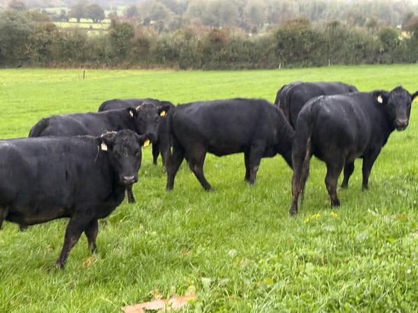 10 AA Heifers- - Main image